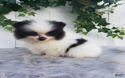 Pomeranian dogs for sale: Carly - Image 1