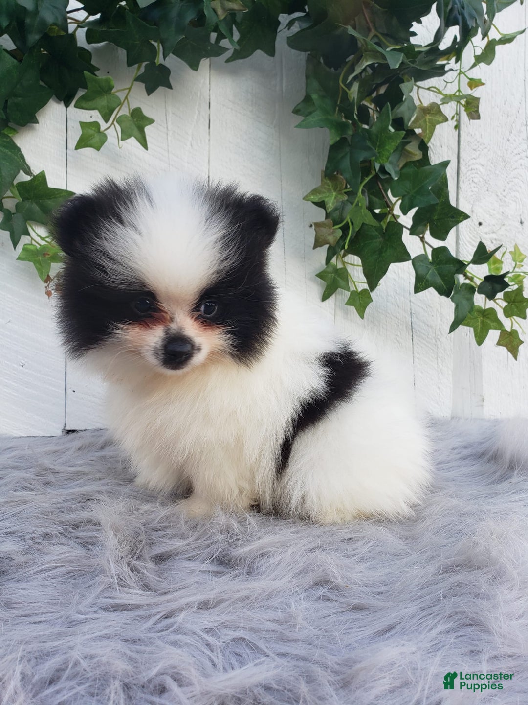 Pomeranian dogs for sale: Carly - Image 1