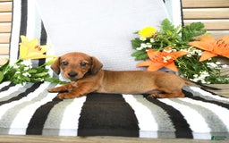 Miniature Dachshund dogs for sale: Patrick - Image 14