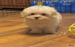Maltipoo dogs for sale: Sofia - Image 5