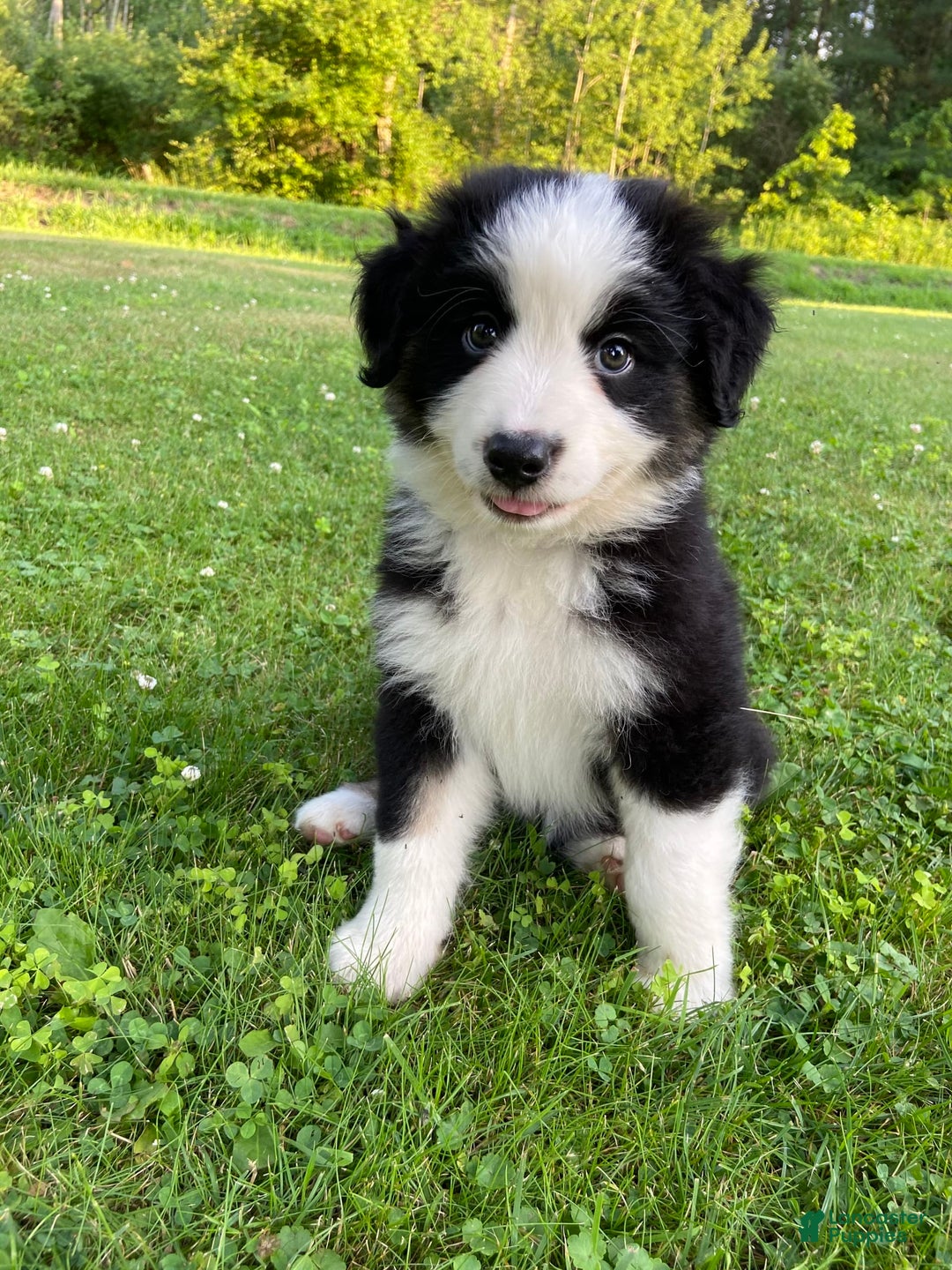 Australian Shepherd dogs for sale: Meg H6 Natural Bobtail - Image 6