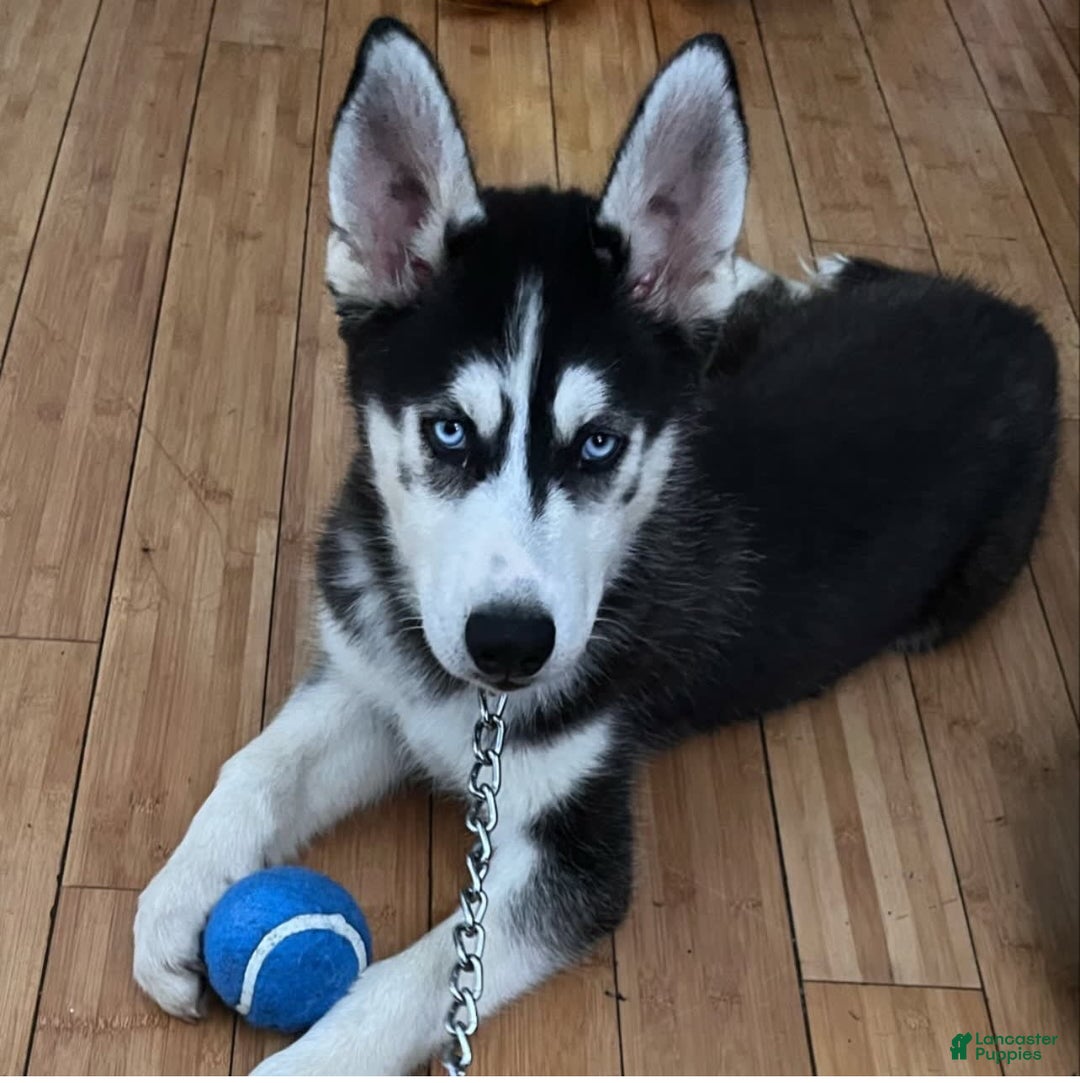 Siberian Husky dogs for sale: Buddy - Image 1