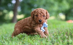 Goldendoodle dogs for sale: Hawk - Image 7