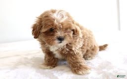 Shihpoo dogs for sale: Linc - Image 10