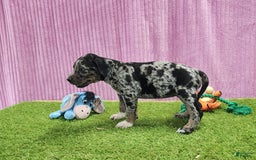 Catahoula Leopard Dog dogs for sale: Duchess 2025 Female 6 - Image 6