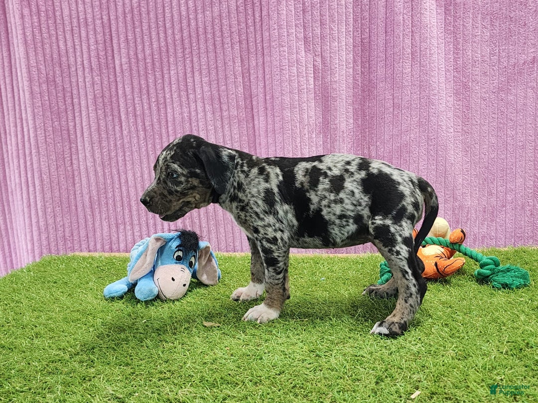 Catahoula Leopard Dog dogs for sale: Duchess 2025 Female 6 - Image 6