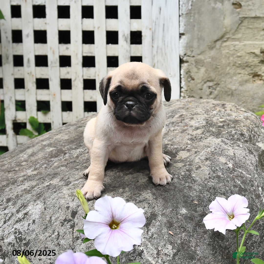 Pug dogs for sale: Bubbles - Image 1
