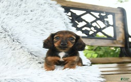 Miniature Dachshund dogs for sale: Brie - Image 4