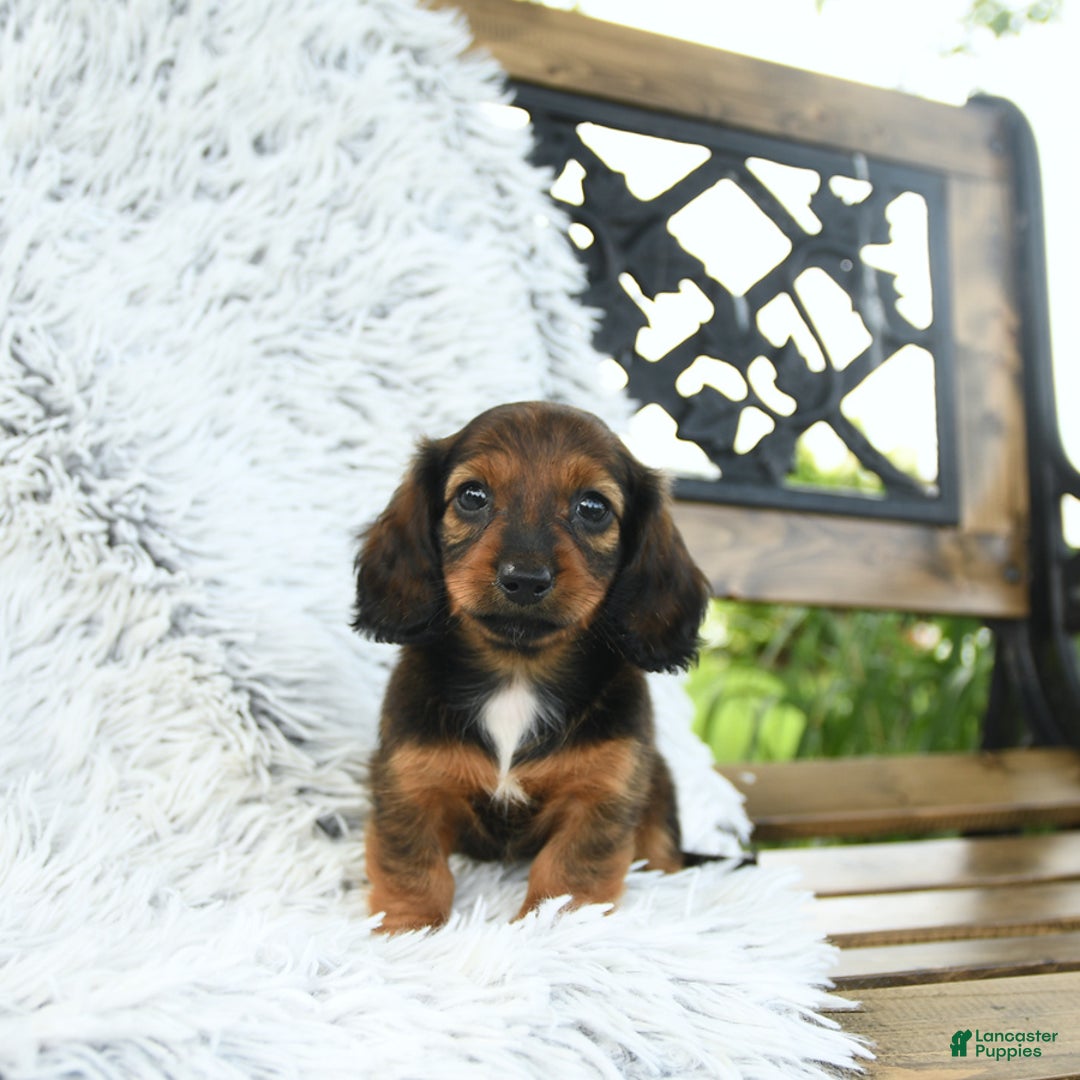 Miniature Dachshund dogs for sale: Brie - Image 4