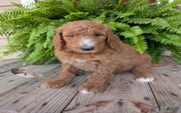 Goldendoodle dogs for sale: Asher - Image 4