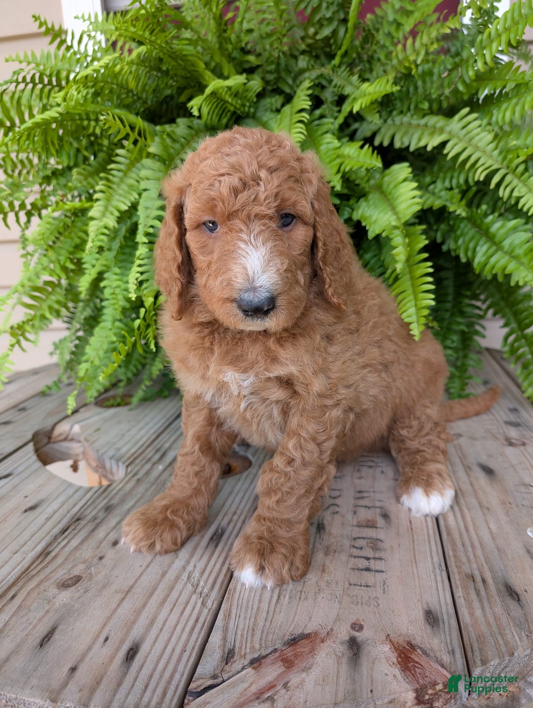 Goldendoodle dogs for sale: Asher - Image 4