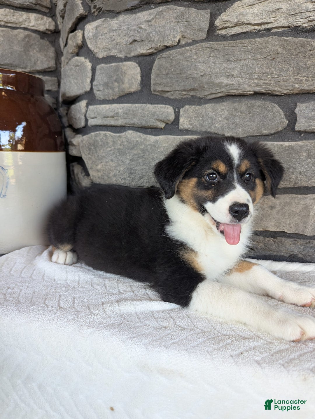 Australian Shepherd dogs for sale: Chloe - Image 2