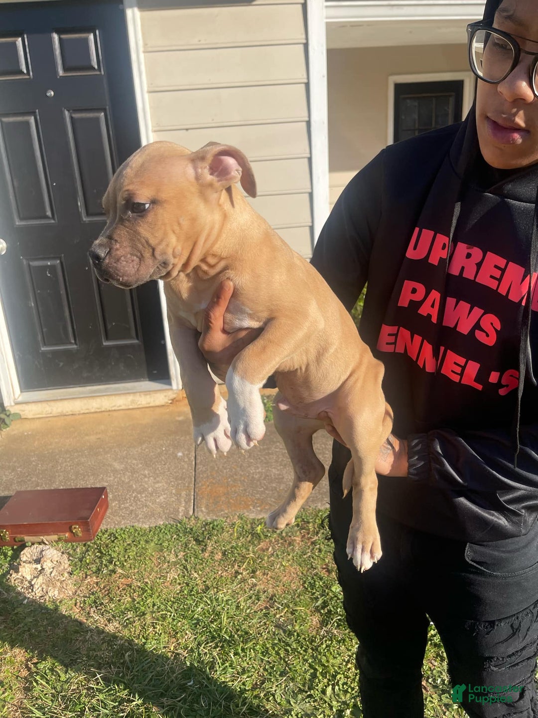 American Bully dogs for sale: Dash - Image 3