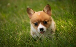 Welsh Corgi Pembroke dogs for sale: Macaroon - Image 6