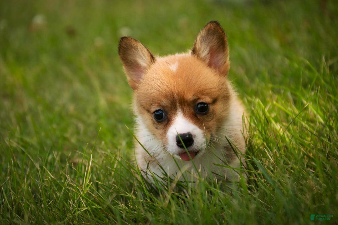Welsh Corgi Pembroke dogs for sale: Macaroon - Image 6