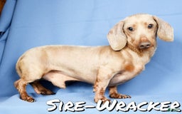Miniature Dachshund dogs for sale: Lisa - Image 12