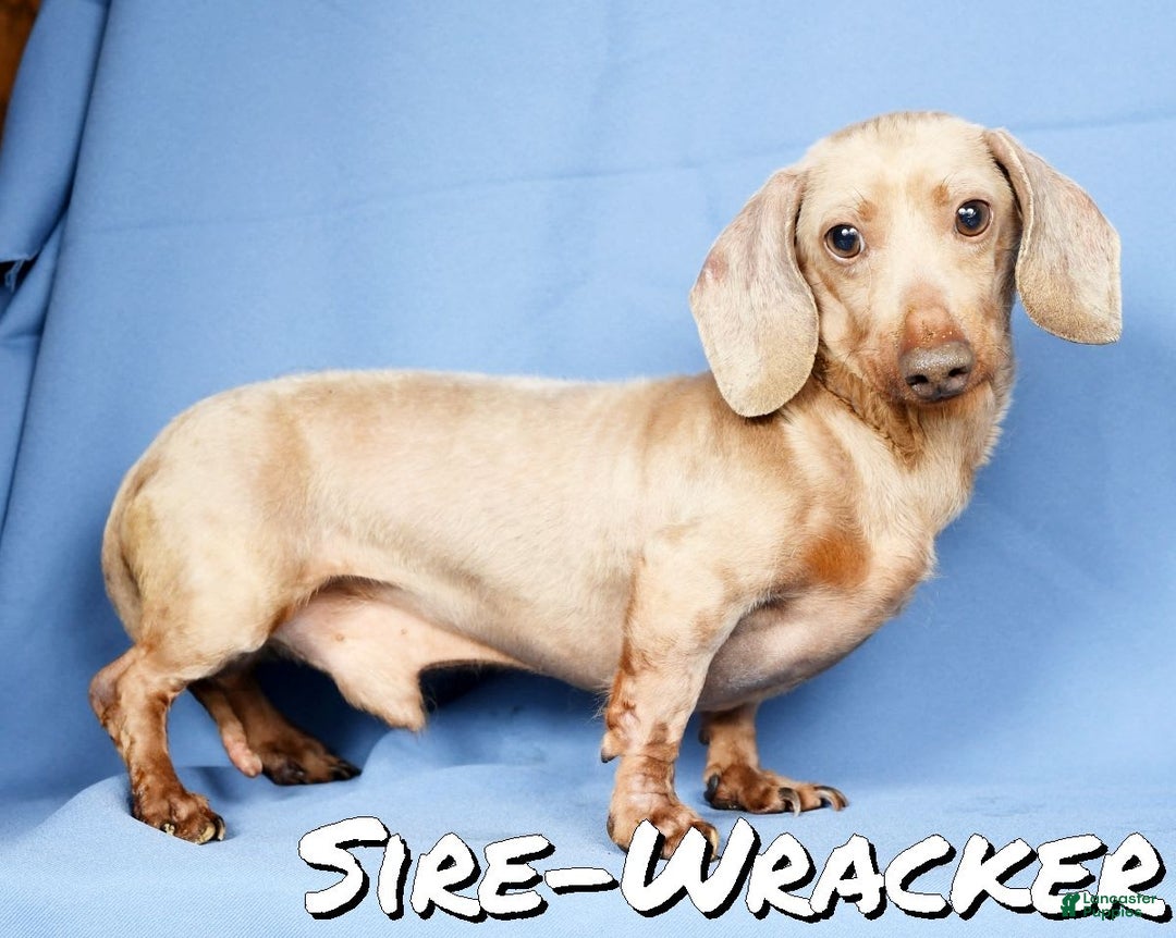 Miniature Dachshund dogs for sale: Lisa - Image 12