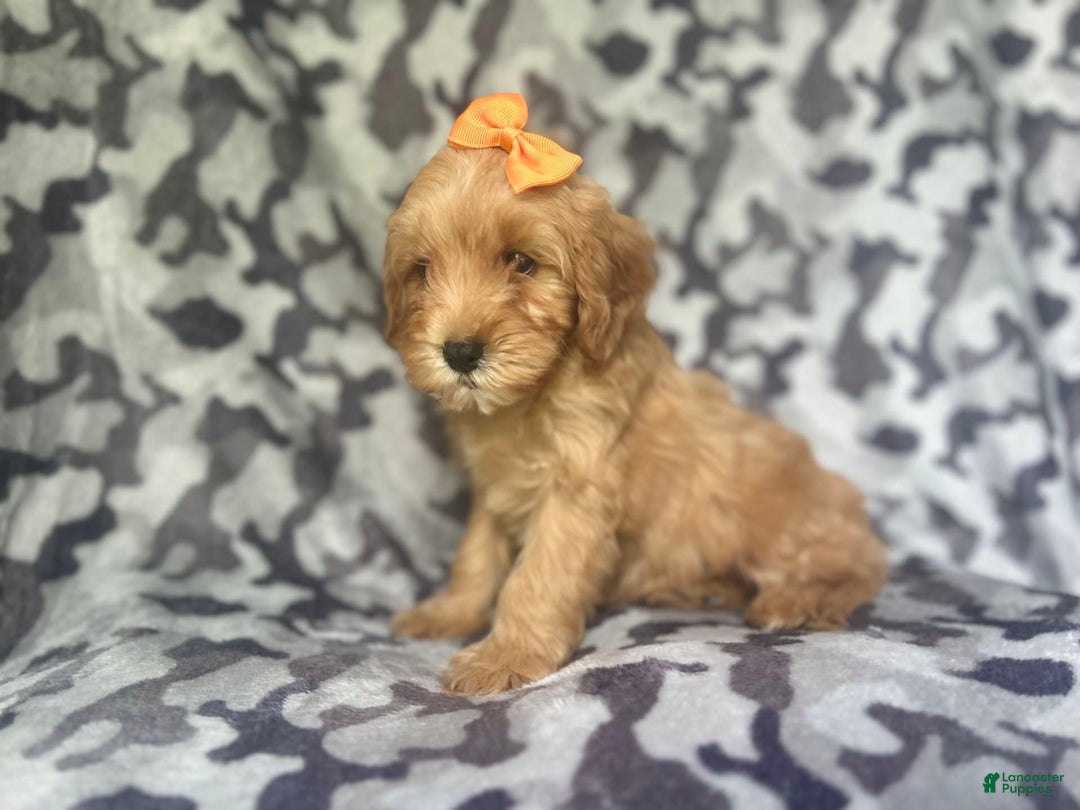 Cavapoo dogs for sale: Ziggy - Image 5