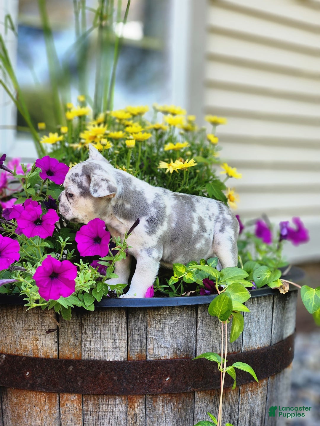 French Bulldog dogs for sale: Charlie - Image 3