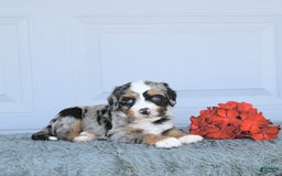 Miniature Bernese Mountain Dog dogs for sale: Hank - Image 9