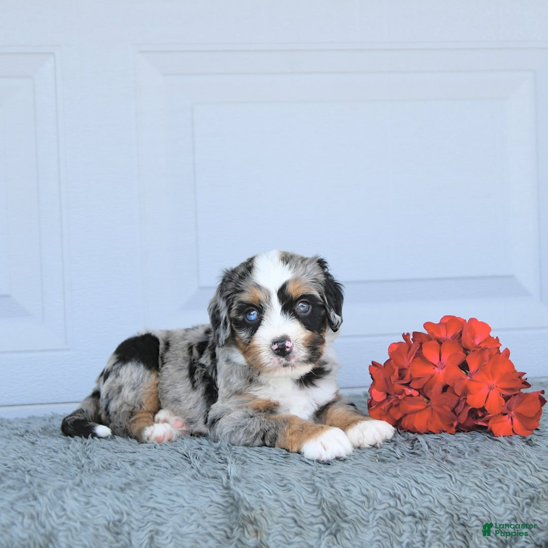Miniature Bernese Mountain Dog dogs for sale: Hank - Image 9