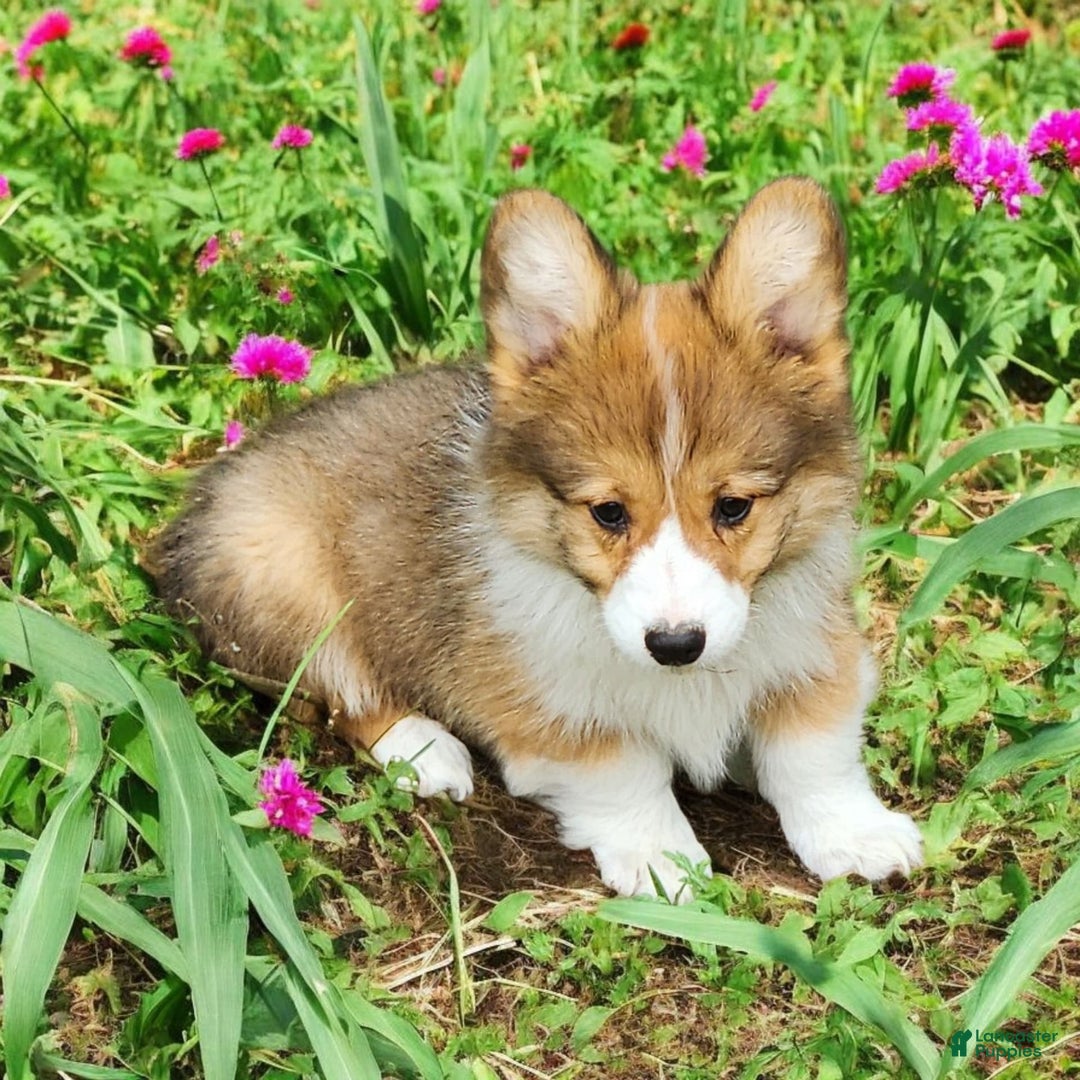 Welsh Corgi Pembroke dogs for sale: Trey Fluffy - Image 4
