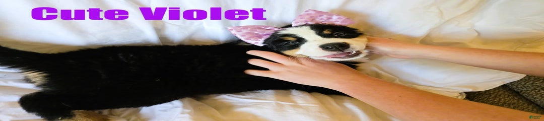Violet