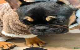 French Bulldog dogs for sale: Remi - Image 2