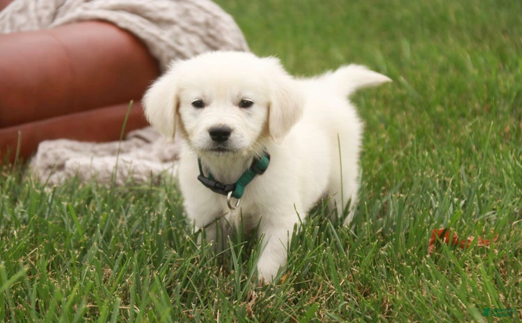 Golden Retriever dogs for sale - Ad 3