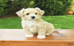 Maltipoo dogs for sale: Muddles - Image 8