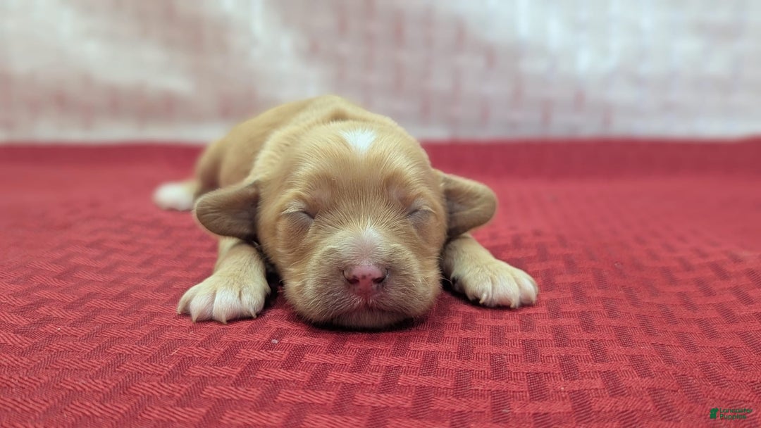 Cockapoo dogs for sale: Stoick - Image 13