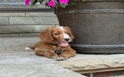Goldendoodle dogs for sale: Ginger - Image 4