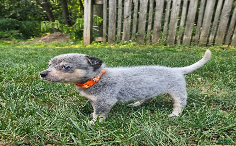 Australian Cattle Dog dogs for sale - Ad 2