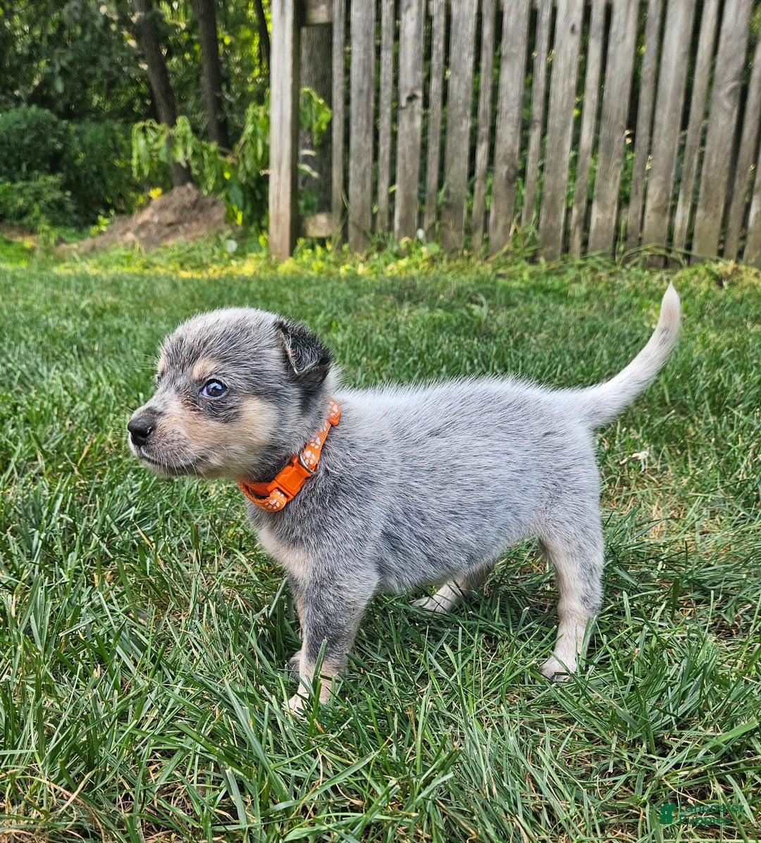 Australian Cattle Dog dogs for sale: Captain - Image 1