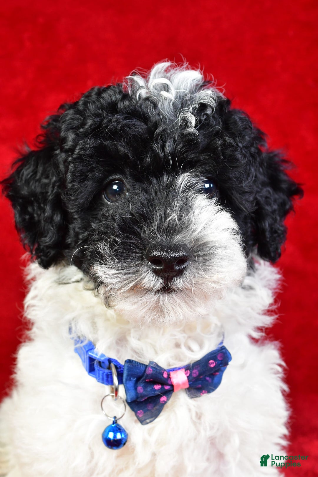 Miniature Poodle dogs for sale: Logan - Image 12