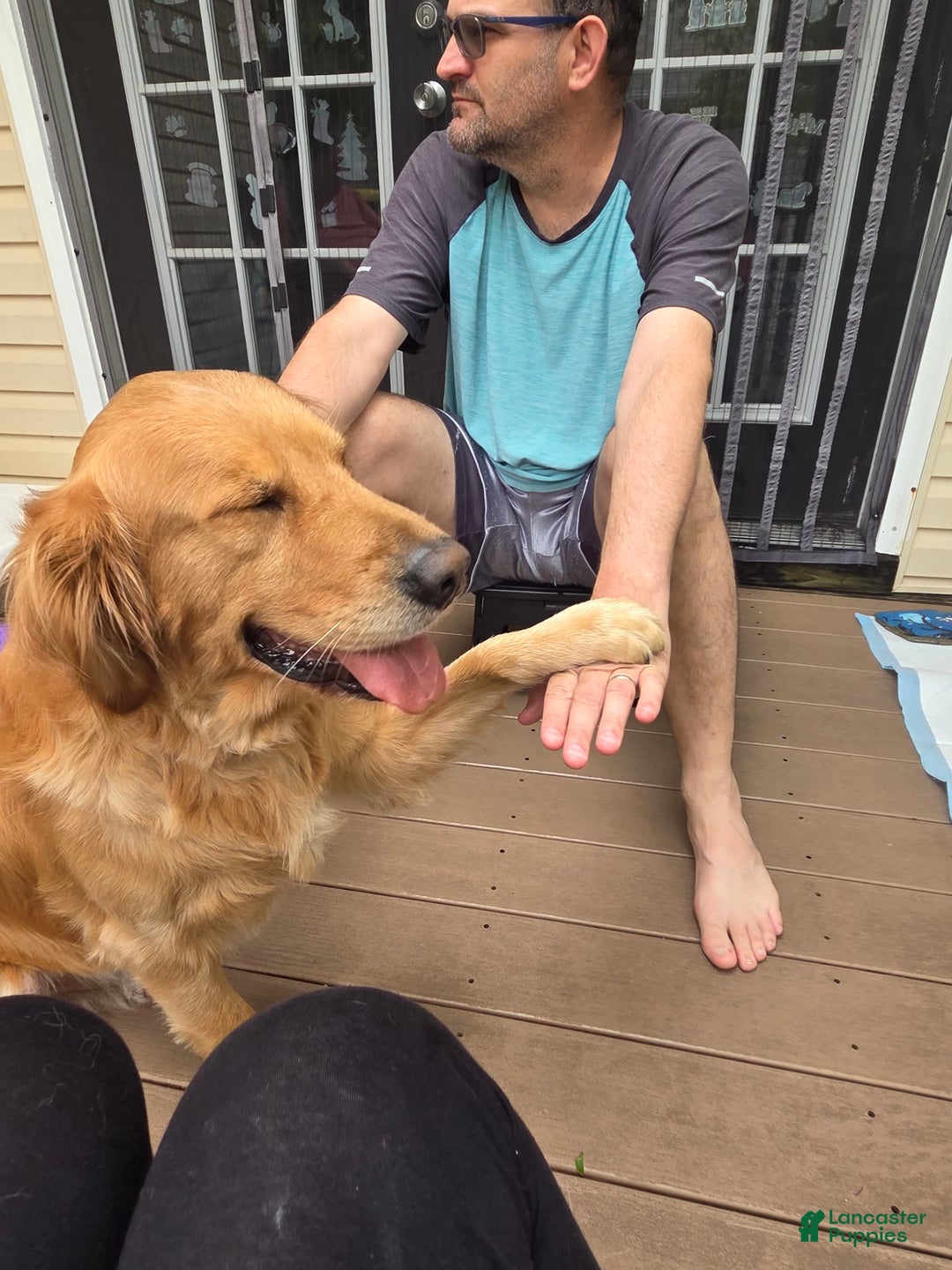 Golden Retriever dogs for sale: Mr. Green 💚 - Image 11