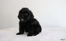 Shihpoo dogs for sale: Luna - Image 11