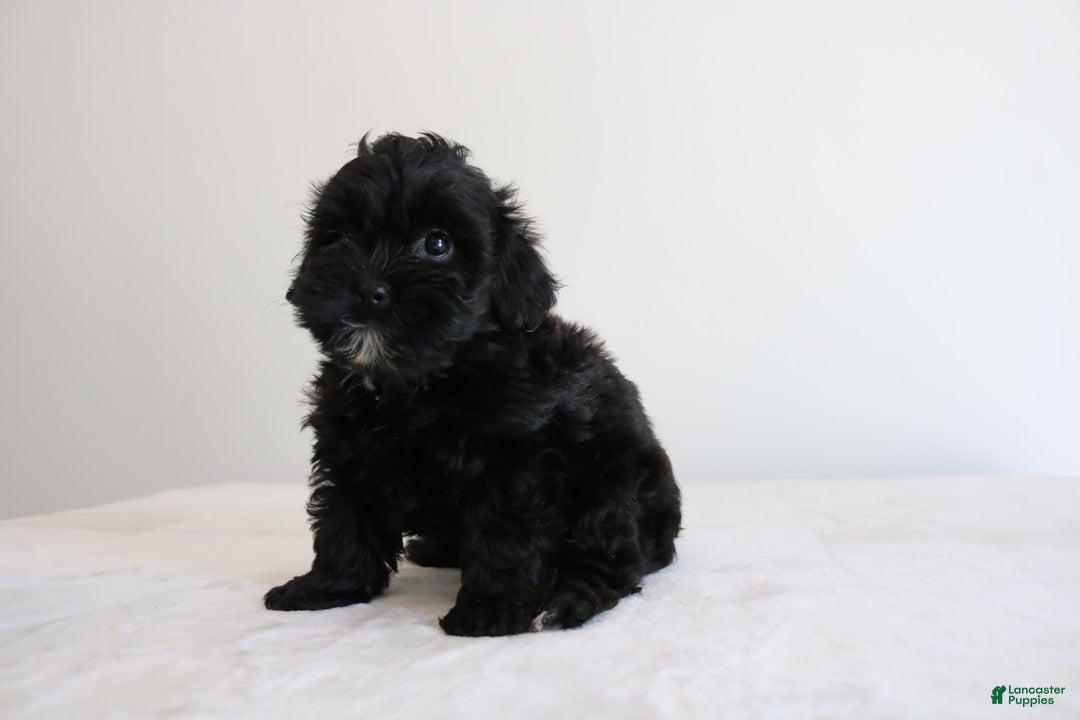 Shihpoo dogs for sale: Luna - Image 11