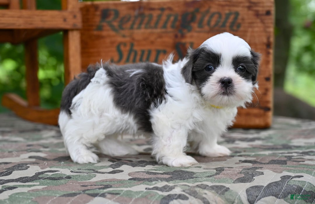 Shih Tzu dogs for sale: Charlie - Image 5
