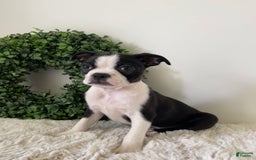 Boston Terrier dogs for sale: Drake - Image 4