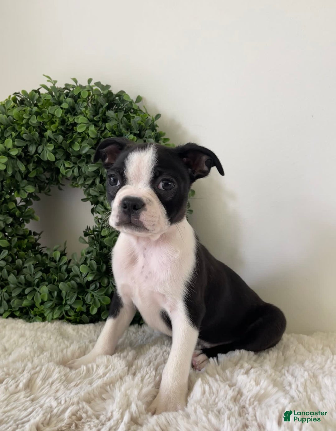 Boston Terrier dogs for sale: Drake - Image 4