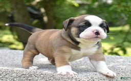 French Bulldog dogs for sale: Bentley mini bulldogge - Image 12
