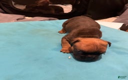 American Bully dogs for sale: Sass - Image 1