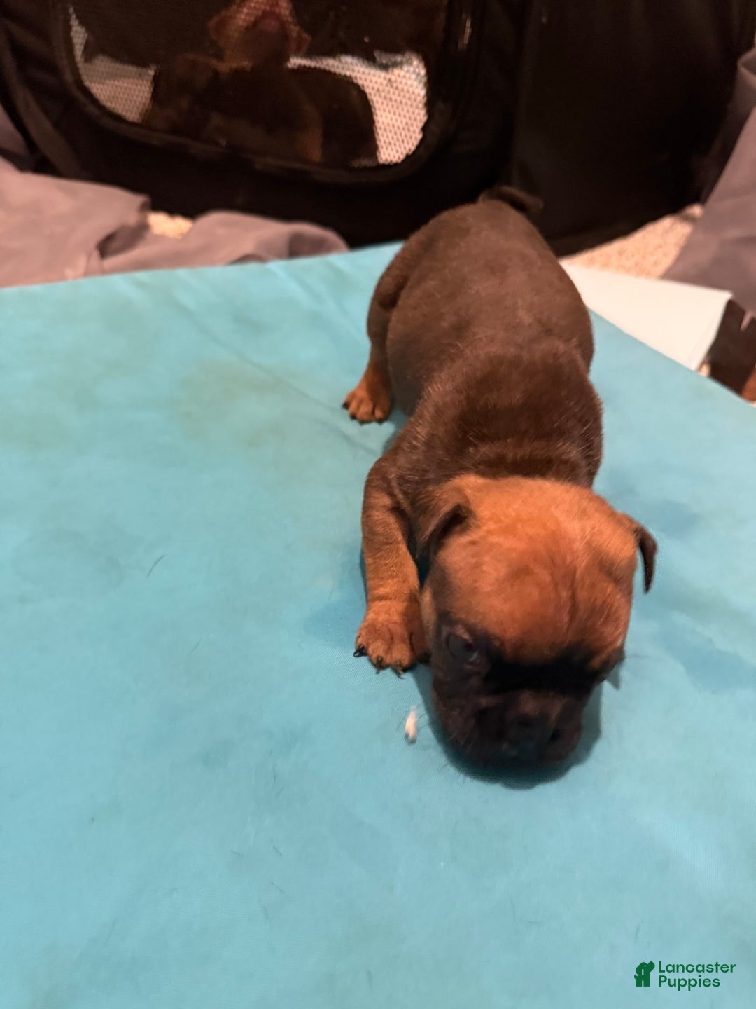 American Bully dogs for sale: Sass - Image 1