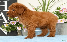 Miniature Poodle dogs for sale: Romeo - Image 2