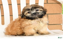 Teddy Bear dogs for sale: Scott - Image 8