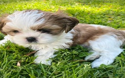 Shih Tzu dogs for sale: Shina - Image 3
