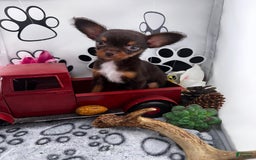Chipoo dogs for sale: Cinnamon - Image 3
