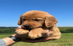Golden Retriever dogs for sale: Honey - Image 4