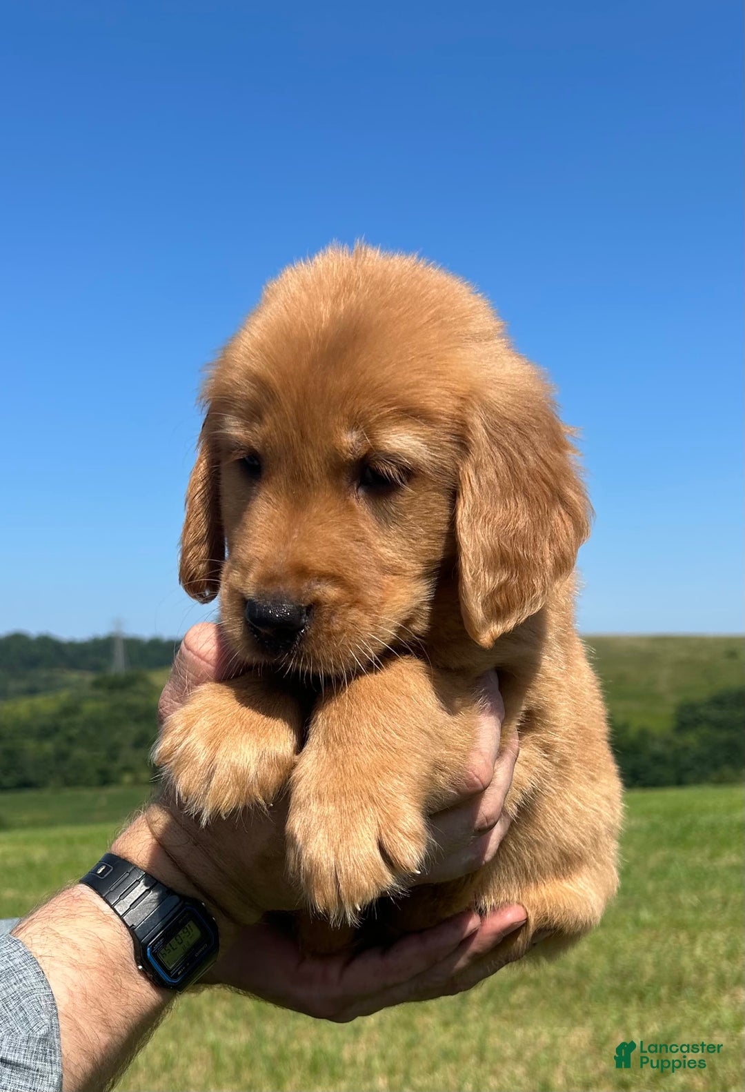 Golden Retriever dogs for sale: Honey - Image 4